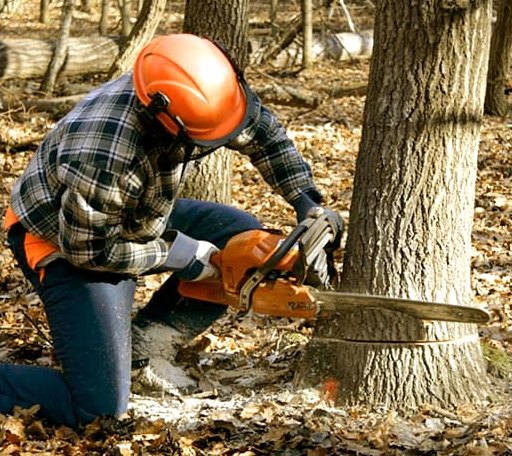 Tree Removal in Fort Supply, OK